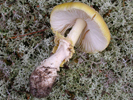 Amanita frostiana 